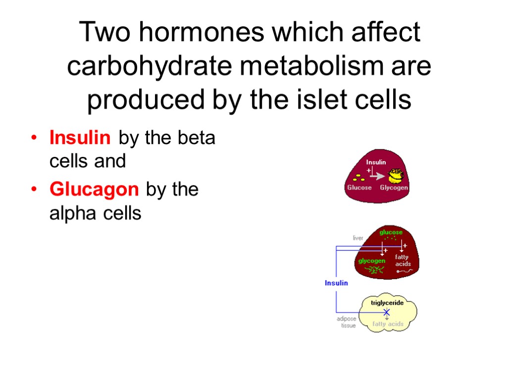 Two hormones which affect carbohydrate metabolism are produced by the islet cells Insulin by